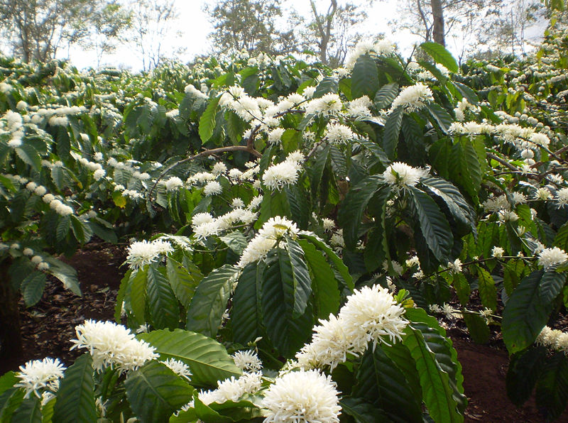 Dieses große Bild zeigt die coffea canephora. Wir sehen viele Sträucher, ungefähr 1½ Meter hoch, mit großen dunkelgrünen herabhängenden Blätter. Während der Blätter herabhängen, haben die Zweigen auch viele weißen Blumen, die in Trauben aufrecht stehen.