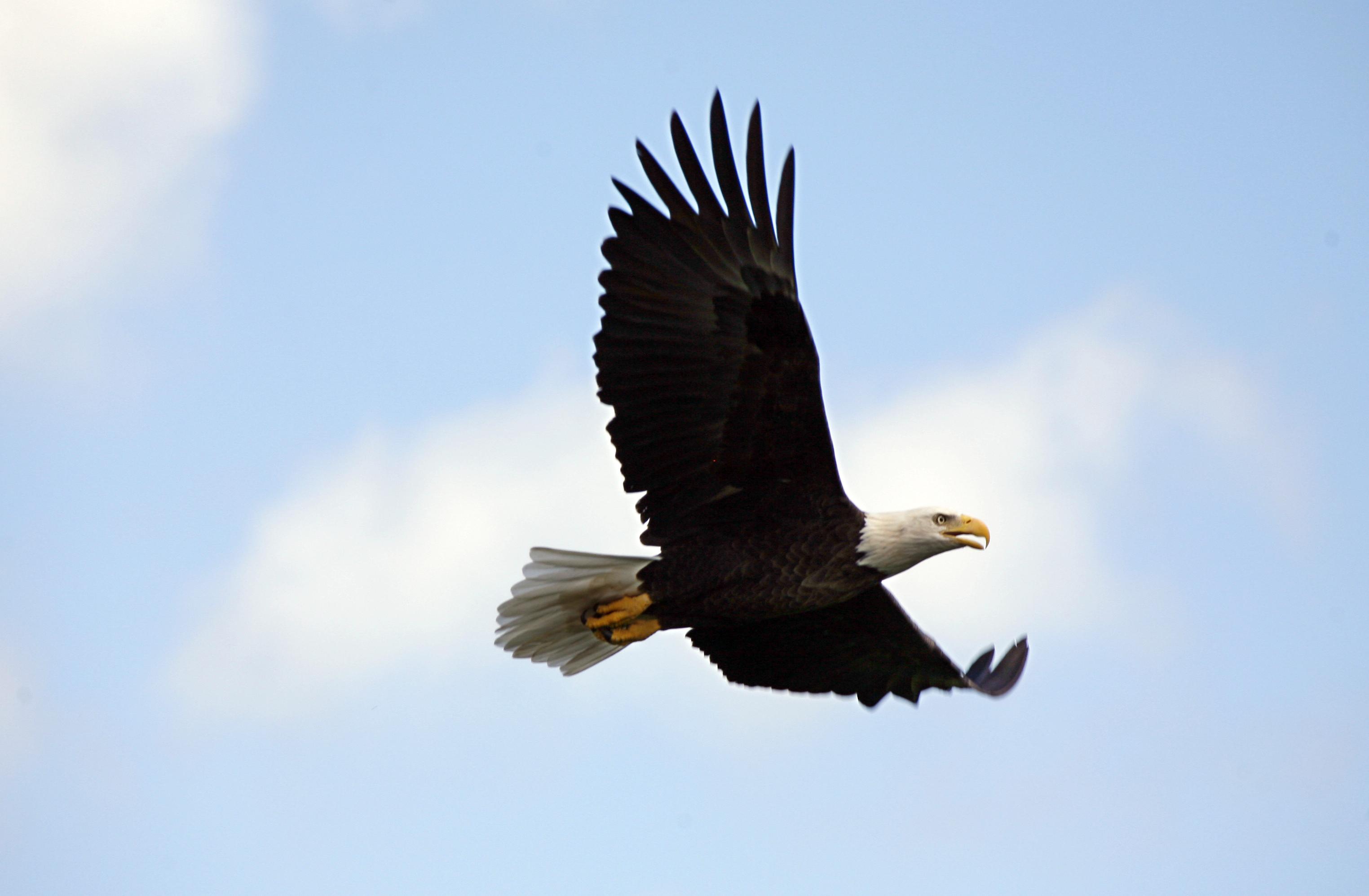 This large picture shows a close-up of a bald eagle in flight. The bird flies to the right and the wings are just fully spread. The eyes look forward, the beak is slightly open, the powerful legs and claws are stretched backwards. The bird is seen against a blue sky with a few hazy white clouds. There is a very small spot of red light shining on the underside of the right wing.